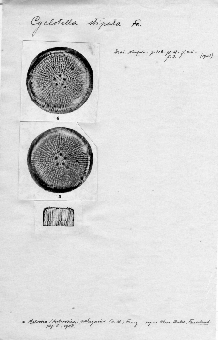 Cyclotella stipata Cyclotella stipata