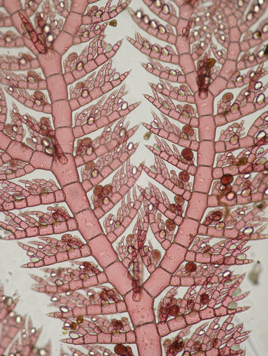 Pterothamnion plumula Pterothamnion plumula