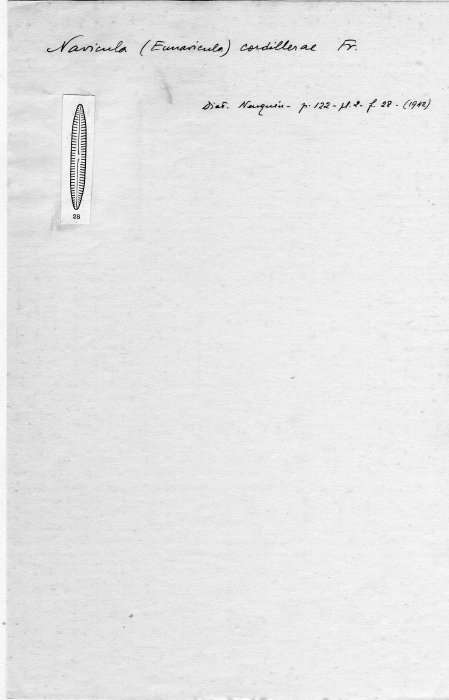 Navicula cordillerae Navicula cordillerae