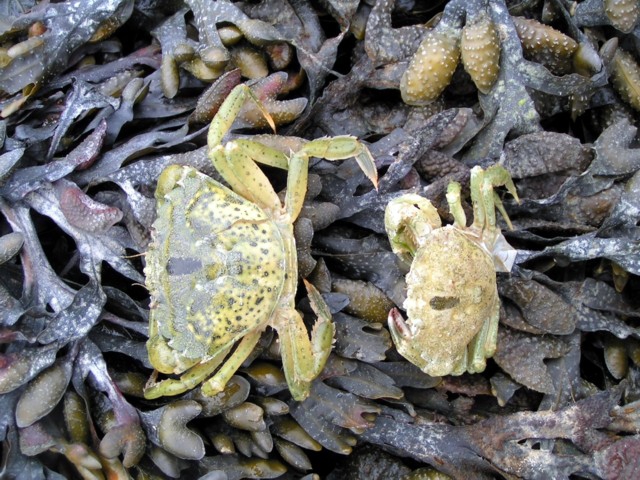 Vervelling strandkrab4