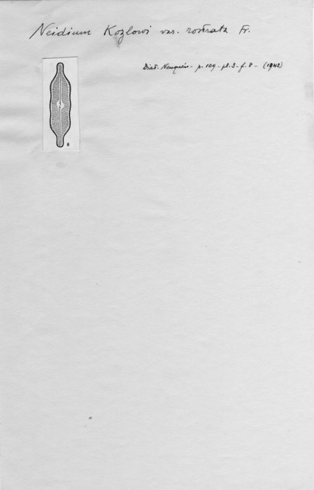 Neidium kozlowi f. rostrata Neidium kozlowi f. rostrata
