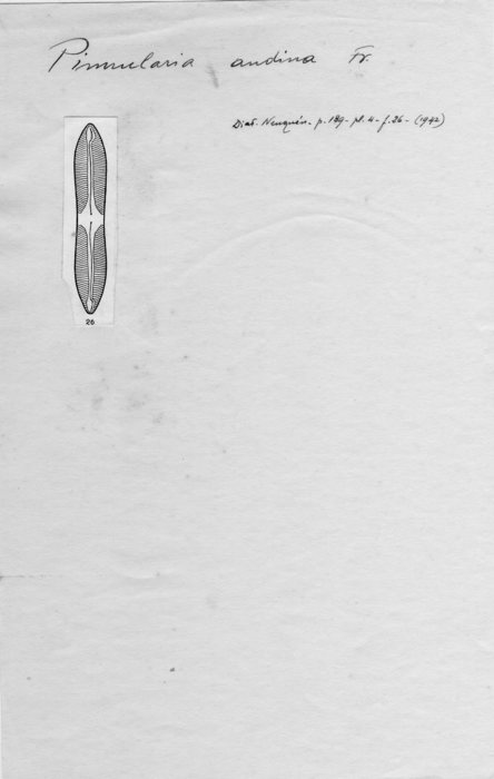 Pinnularia andina Pinnularia andina