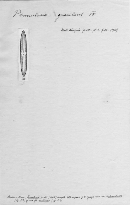Pinnularia gracilens Pinnularia gracilens