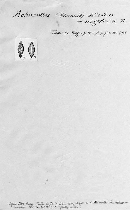 Achnanthes delicatula var. magellanica