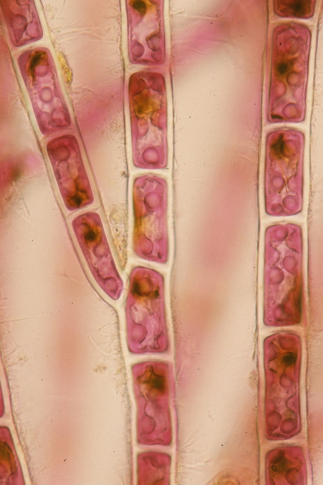 Rhodothamniella floridula Rhodothamniella floridula