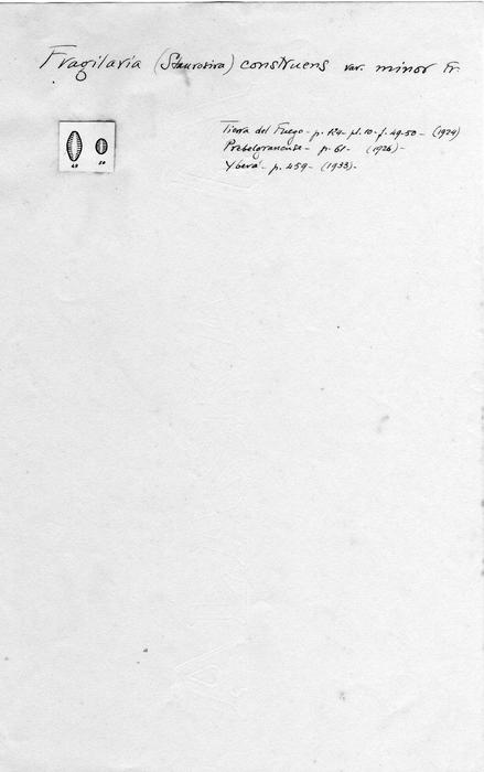 Fragilaria construens var. minor Fragilaria construens var. minor