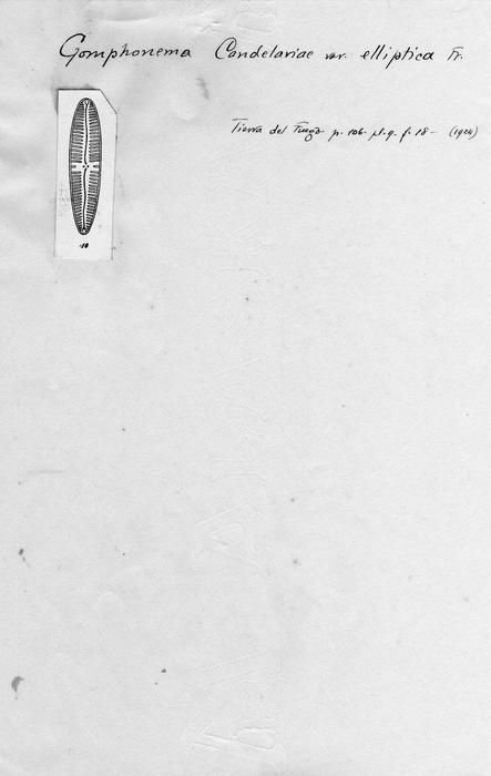 Gomphonema candelariae var. elliptica Gomphonema candelariae var. elliptica