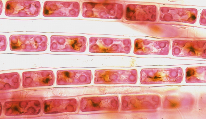Rhodothamniella floridula Rhodothamniella floridula