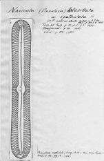 Navicula latevittata var. spathulata 