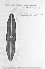 Navicula magellanica var. candelariae 