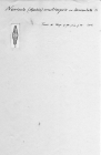 Navicula muticopsis var. lanceolata 