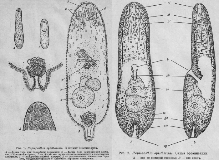 Pseudaphanostoma opisthorchis Pseudaphanostoma opisthorchis