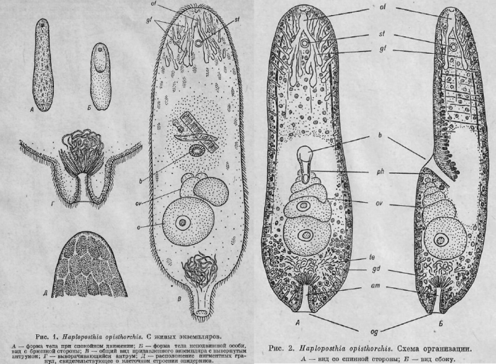 Pseudaphanostoma opisthorchis