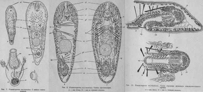 Pseudaphanostoma murmanicus Pseudaphanostoma murmanicus