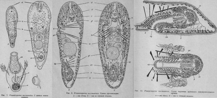 Pseudaphanostoma murmanicus