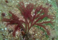 Rhodophyta (red algae)