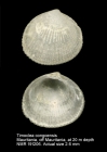 Timoclea congoensis