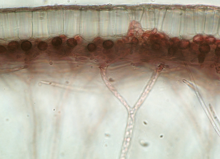 Scinaia interrupta Scinaia interrupta