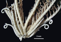 Aporometra wilsoni COTYPE BMNH 87.12.6.11