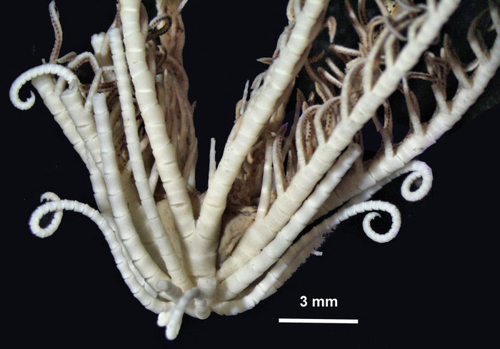 Aporometra wilsoni COTYPE BMNH 87.12.6.11