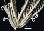 Aporometra wilsoni<i/> COTYPE BMNH 87.12.6.11