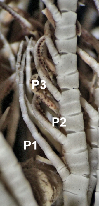 Aporometra wilsoni COTYPE 3 mm BMNH 87.12.6.11