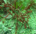 Rhodophyta (red algae)