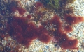 Rhodophyta (red algae)