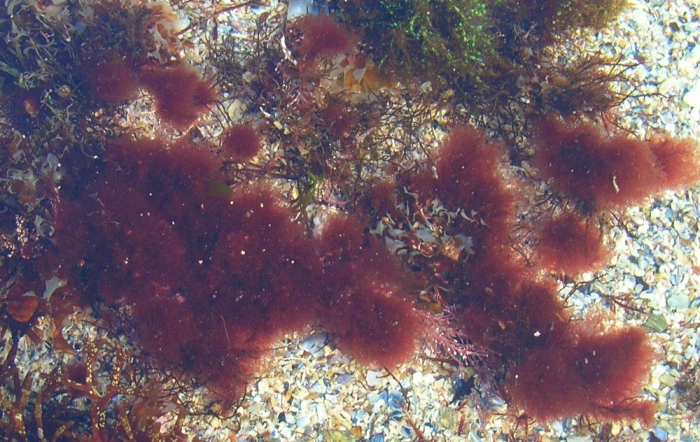 Spermothamnion repens Spermothamnion repens
