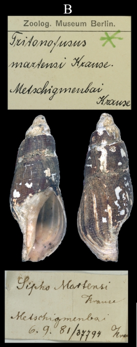 Sipho Martensi, holotype 