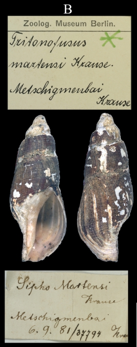 Sipho Martensi, holotype Sipho Martensi, holotype