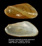 Modiolus martorelli