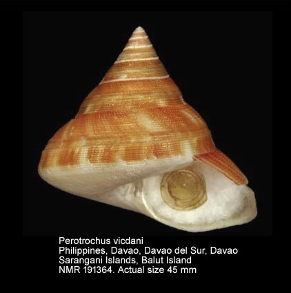 Perotrochus vicdani