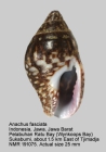 Anachis fasciata