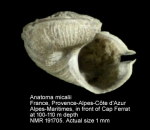 Anatoma micalii