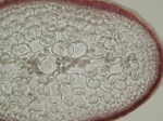 Sphaerococcus coronopifolius
