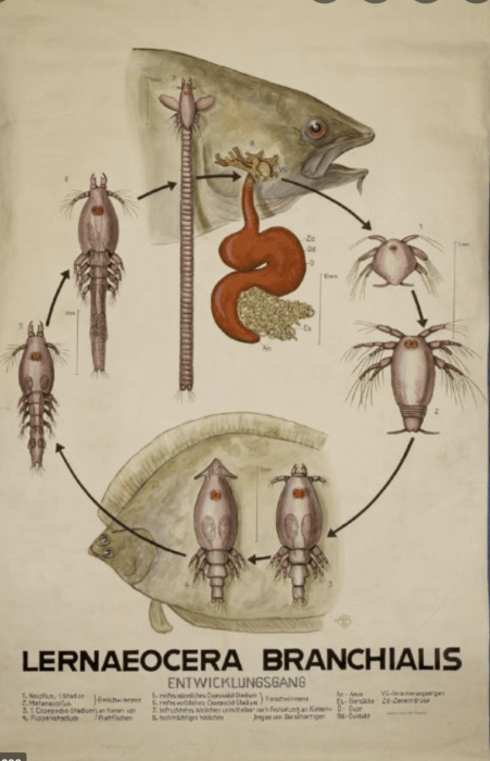 Lernaeocera branchialis life cycle Lernaeocera branchialis life cycle