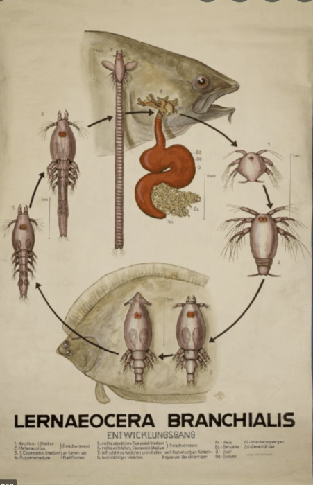 Lernaeocera branchialis life cycle