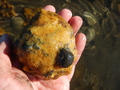 Porifera (sponges)