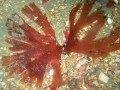 Rhodophyta (red algae)