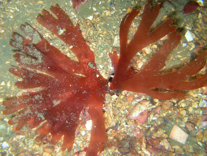 Stenogramme interruptum Stenogramme interruptum