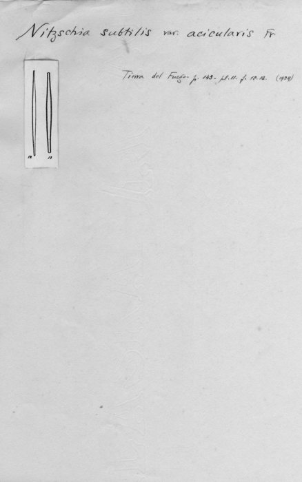 Nitzschia subtilis var. acicularis Nitzschia subtilis var. acicularis