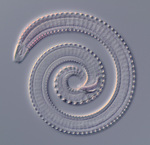 Deep-sea nematode