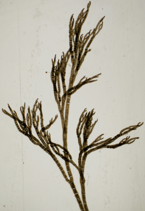 Streblocladia collabens Streblocladia collabens