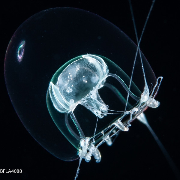 Pandeopsis ikarii from off Florida, USA, size 2.5 mm