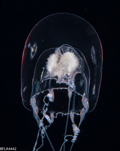 Pandeopsis prolifera, size 8 mm, living holotype, Gulfstream off Florida, USA