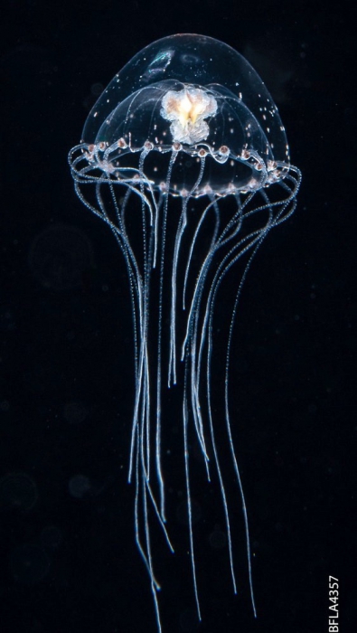 Proboscidactyla ornata, from Gulf Stream off Florida, USA, bell size 5 mm, mature female Proboscidactyla ornata, from Gulf Stream off Florida, USA, bell size 5 mm, mature female