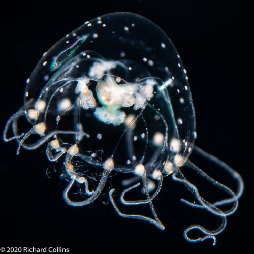 Proboscidactyla gemmifera, diameter 3 mm, Gulf Stream off Florida, USA