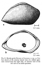 Bairdia gerda form the original description