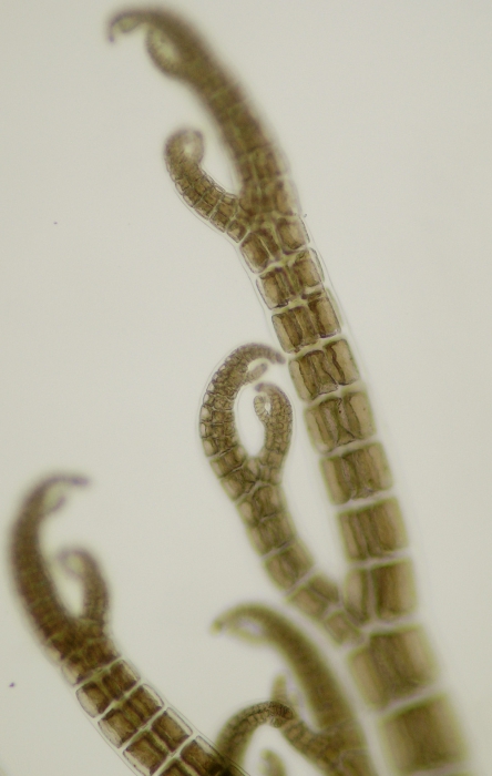 Streblocladia collabens Streblocladia collabens